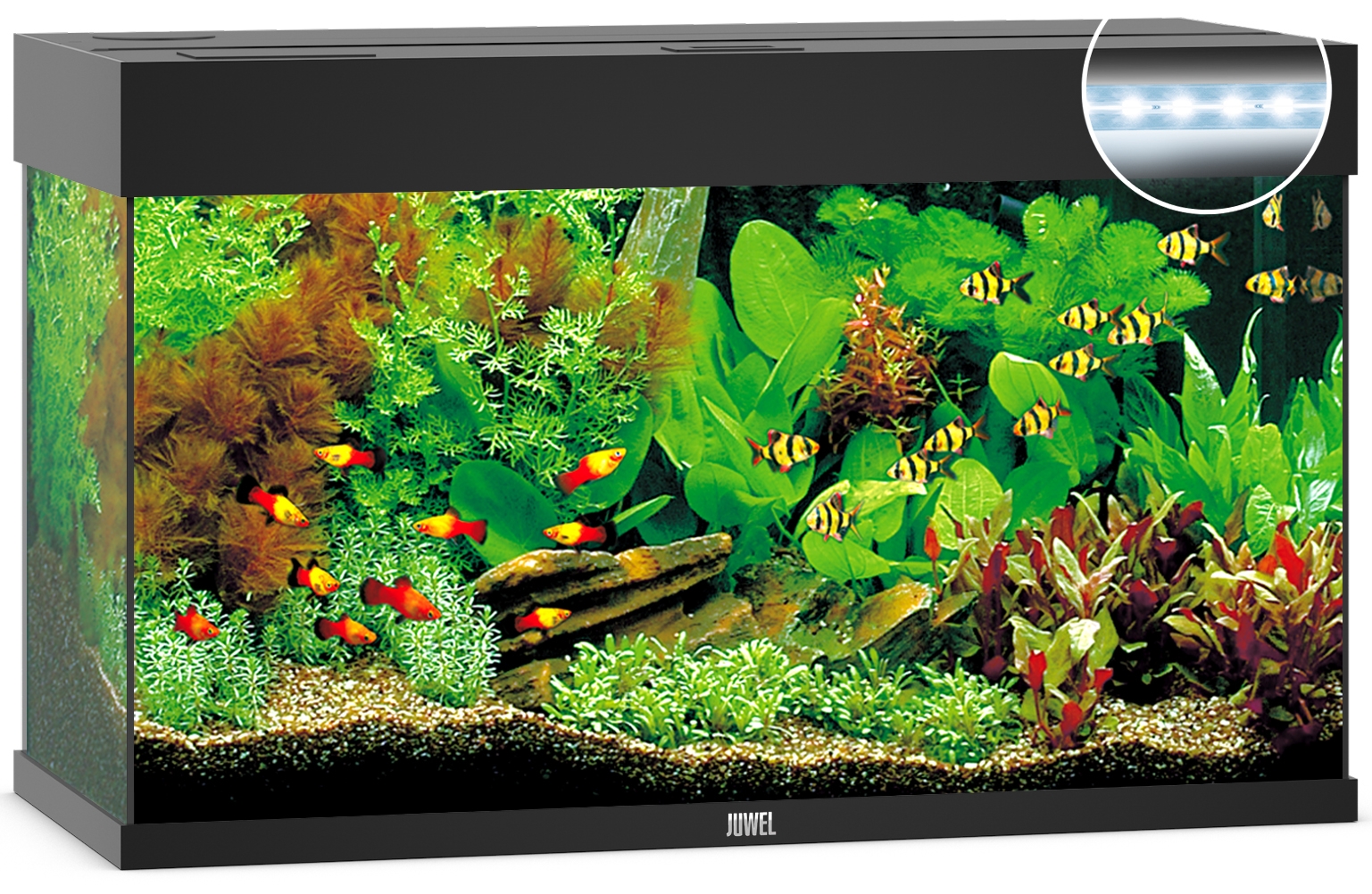 125 litre 2024 fish tank