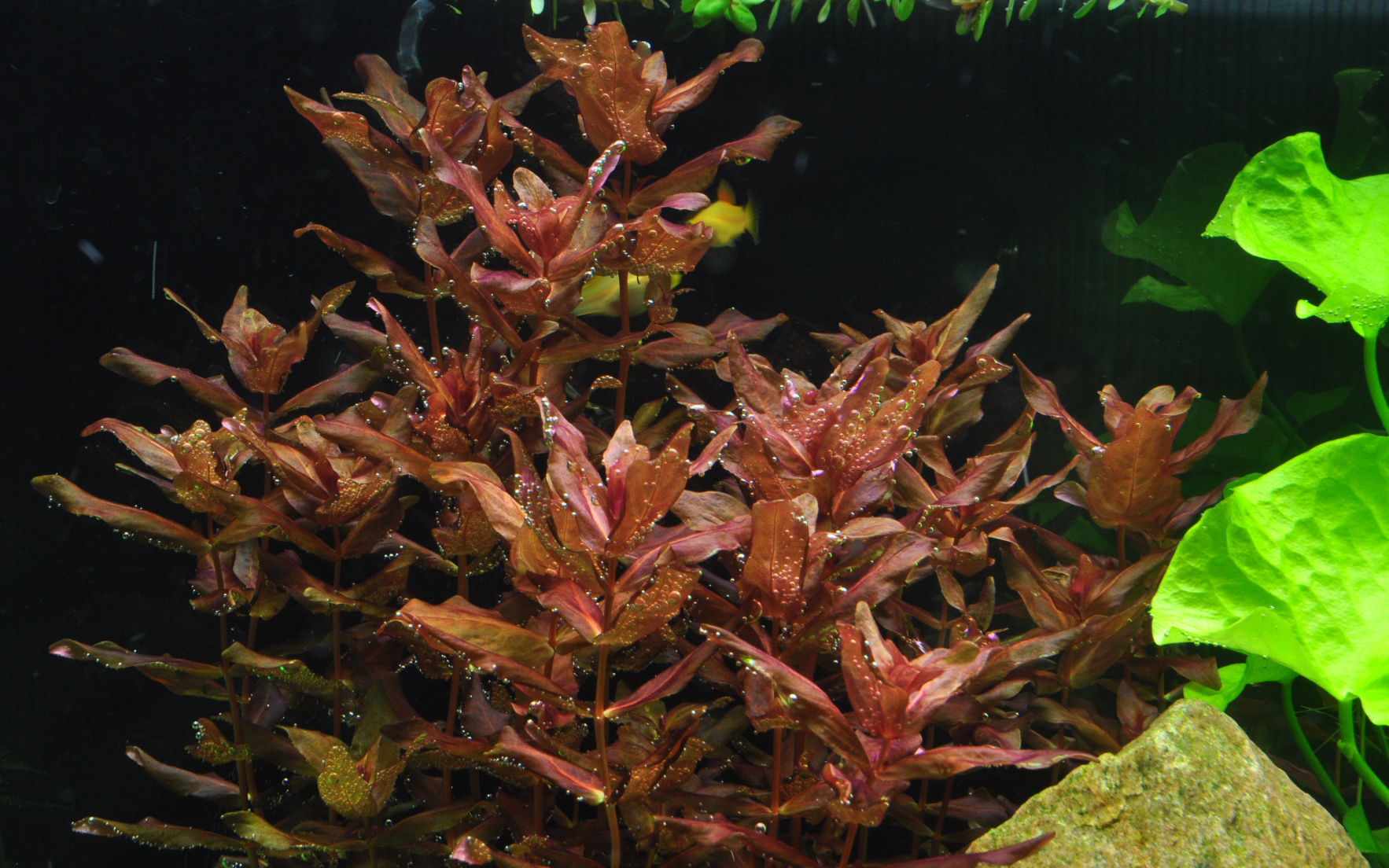 Tropica 1-2-GROW  Rotala macrandra