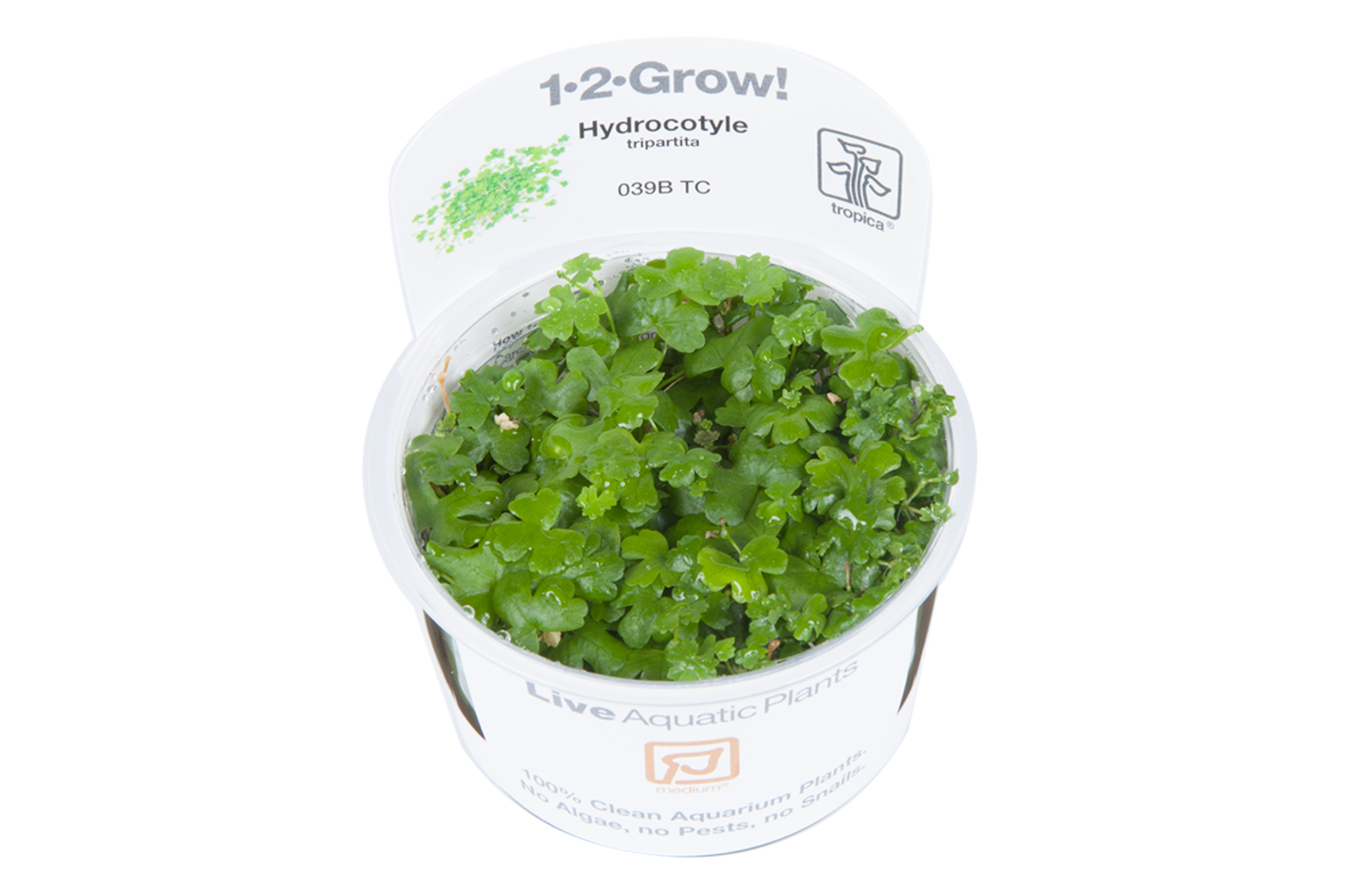 Tropica 1-2-GROW Hydrocotyle tripartita