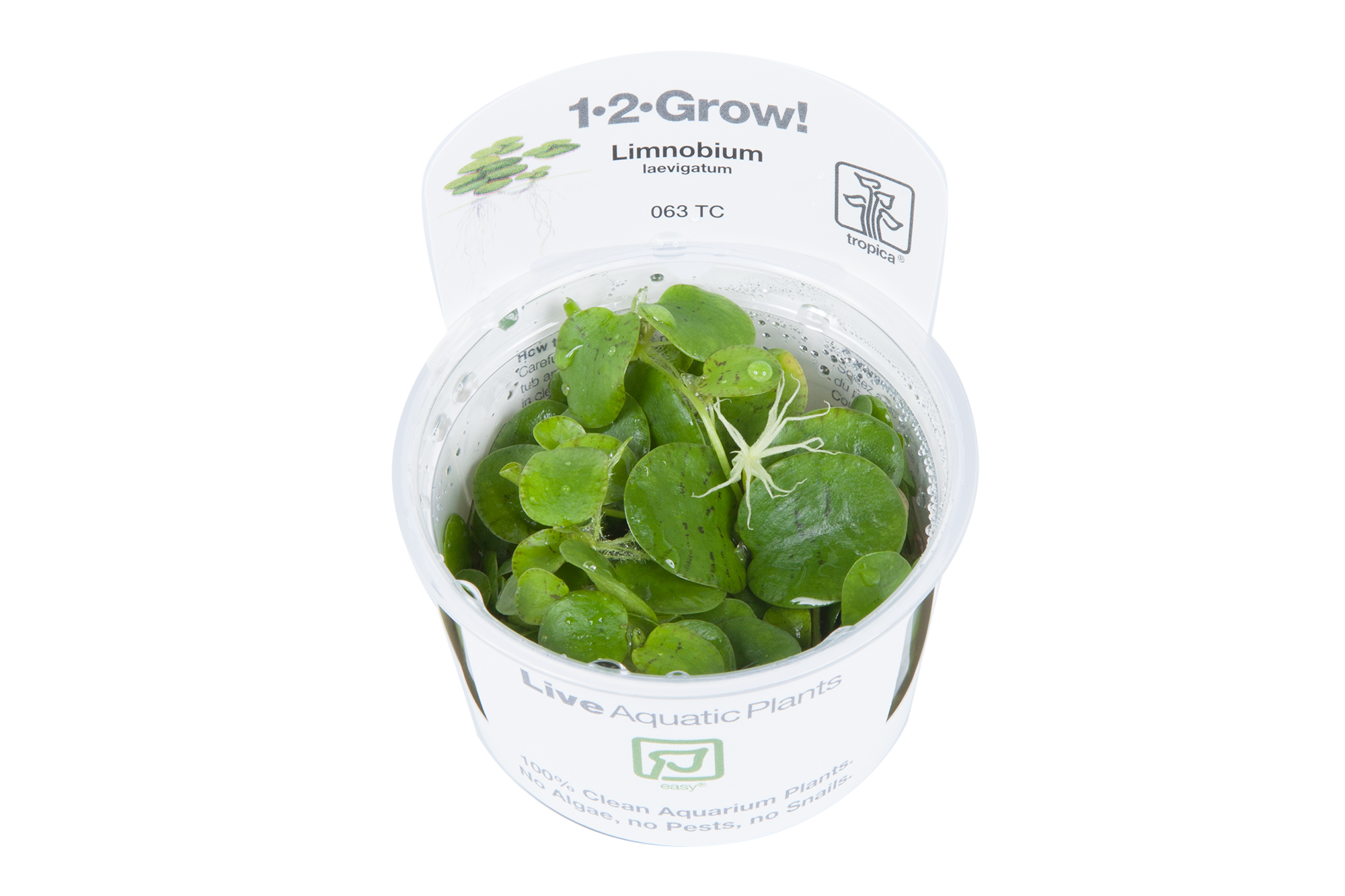 Tropica 1-2-GROW Limnobium laevigatum