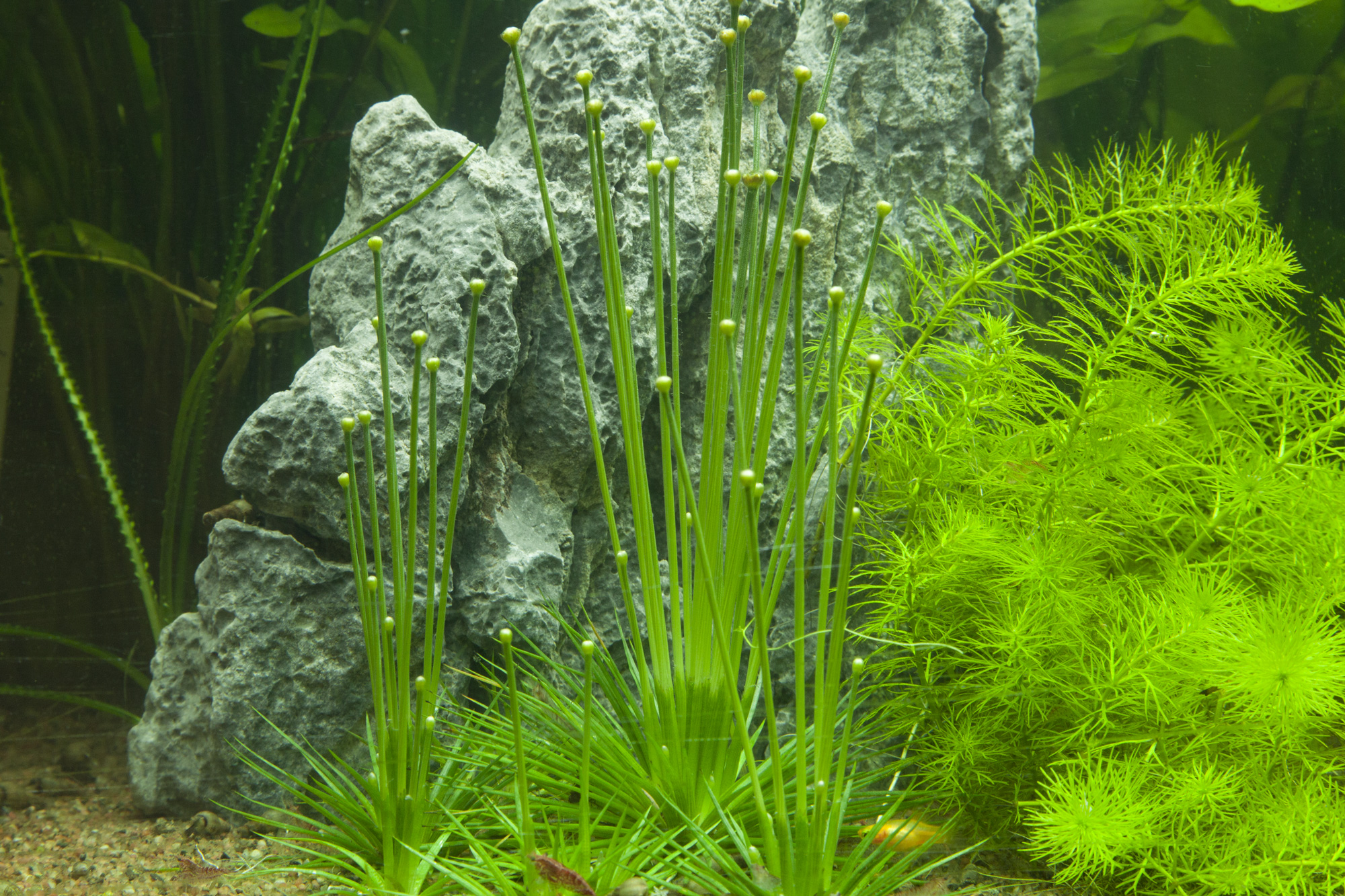 Tropica 1-2-GROW Eriocaulon cinereum