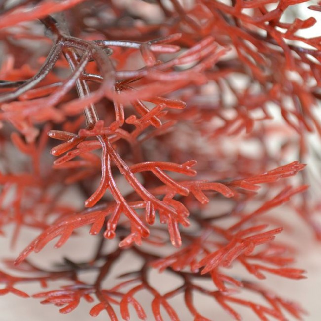 Biorb Sea Fan Xtra large Crimson