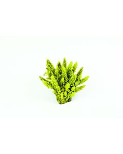 Natureform Staghorn Yellow and Purple - Acropora sp. Synthetic Coral. 12 x 10 x 7cm