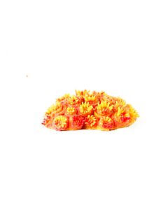 Natureform Sun Coral Yellow and Orange -Tubastrea sp. Synthetic Coral  10.5 x 7.5 x 3cm