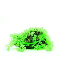 Natureform Grape Algae - Caulerpa sp. Synthetic Coral  22 x 18 x 10cm