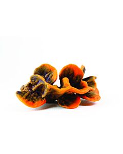 Natureform Orange and Blue Cup - Tubinaria sp. Synthetic Coral  20.2 x 15 x 12cm