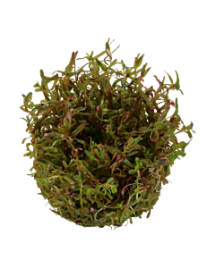 Tropica 1-2-GROW Rotala 'Vietnam H'ra'