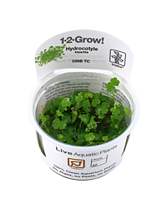 Tropica 1-2-GROW Hydrocotyle tripartita